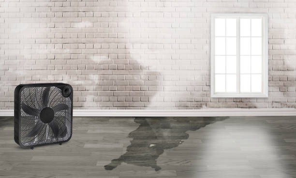 Best Local water damage restoration  in Jal, NM